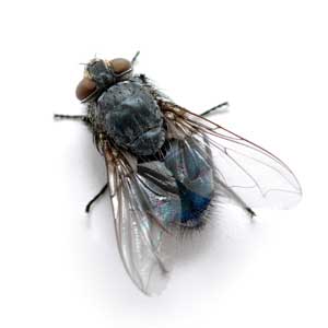 Cluster/Buckwheat Flies