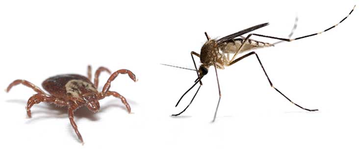 Mosquito & Tick Program Mosquito & Tick Program