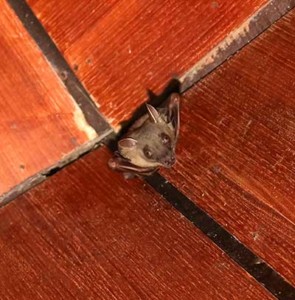 Nuisance Wildlife