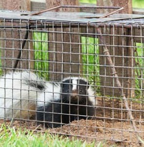 Nuisance Wildlife