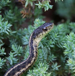 Nuisance Wildlife