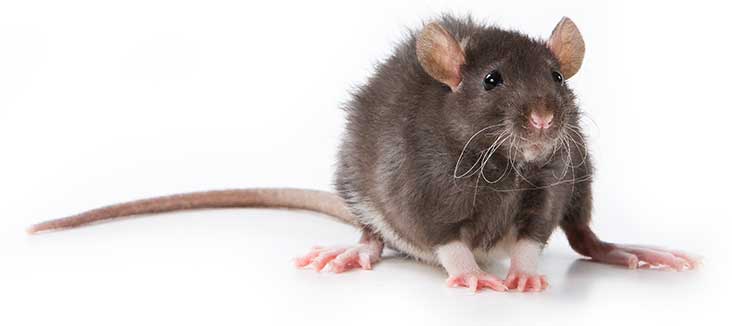 Rodent Control Rodent Control