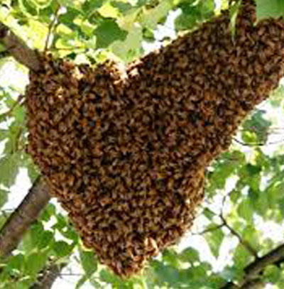 Honey Bees