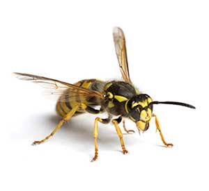 Wasps, Yellow Jackets & Hornets