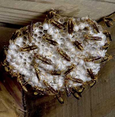 Wasps, Yellow Jackets & Hornets