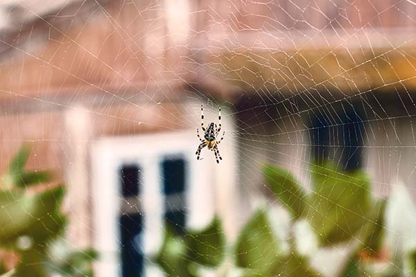 Spider on web outside house