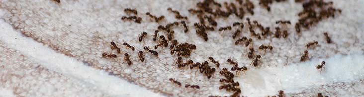 Ants on the floor