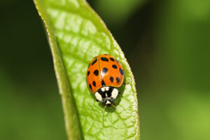 Asian Lady Beetle on grass