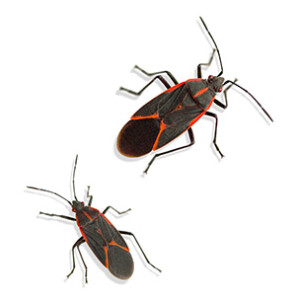 Boxelders