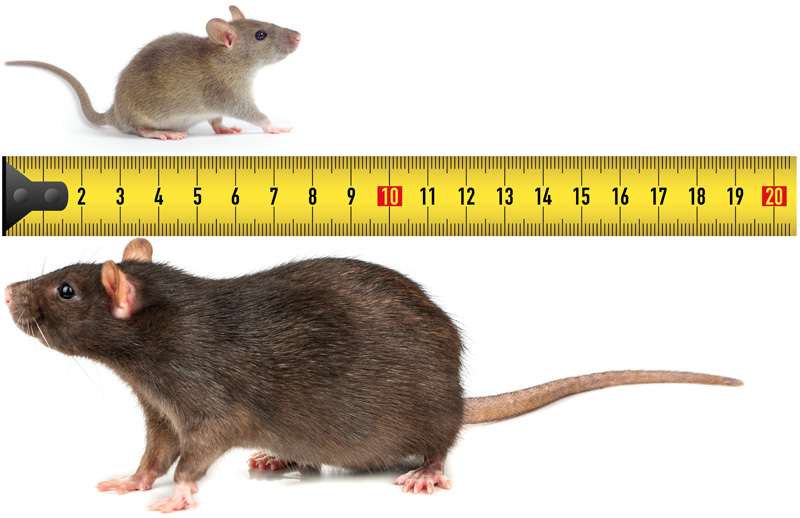 Mouse vs. Rat size