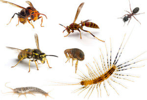 Other insects