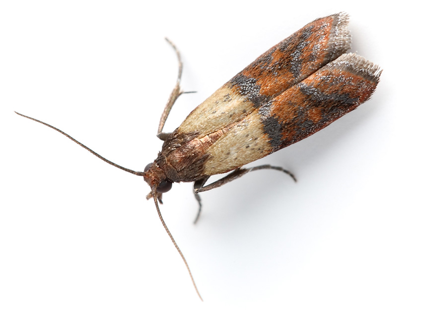 The Mediterranean Pantry Moth Species - A Homeowners Guide