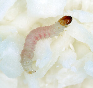 Moth_larvae