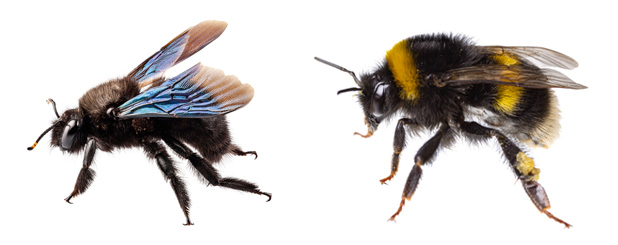 Carpenter bee vs Bumble bee