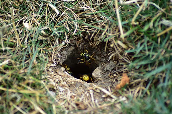 Wasps, Yellow Jackets, and Hornets nest in ground