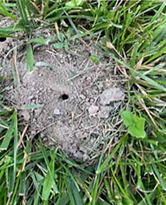 Wasps, Yellow Jackets, and Hornets hole in ground