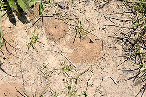 Wasps, Yellow Jackets, and Hornets holes in ground