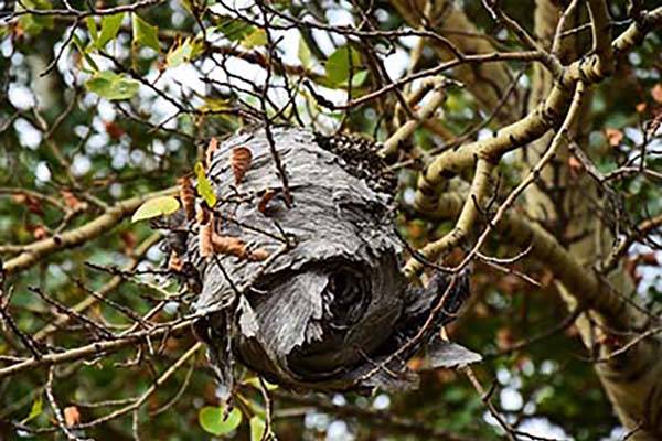 Wasps, Yellow Jackets, and Hornets nest in tree