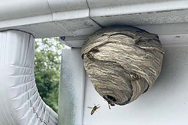 Wasps, Yellow Jackets, and Hornets nest on house