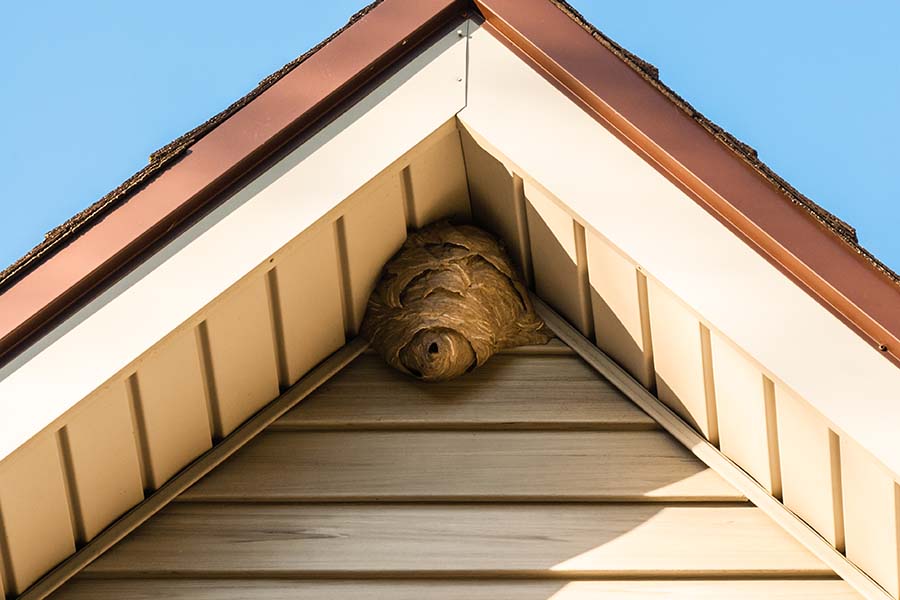 Paper wasp nest under roofing