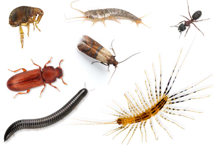 Other_insects-1