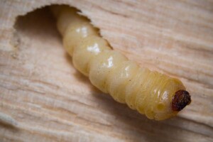 Woodworm Larvae from Powderpost Beetle