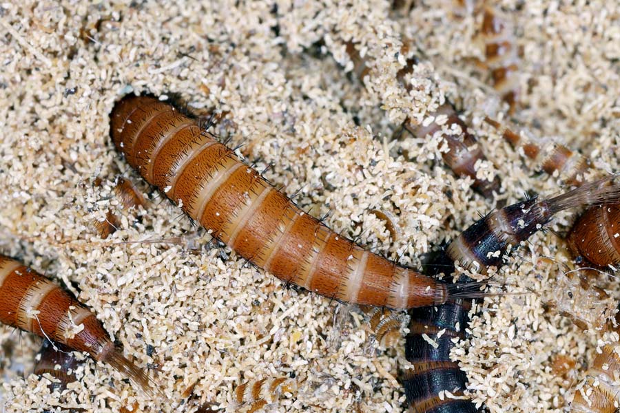 Larvae from Carpet Beetles