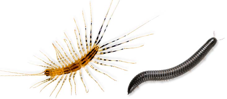 Centipede and millipede