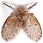 Drain Fly
