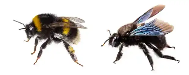 Bumble Bee VS Carpenter Bee
