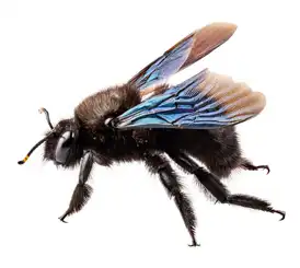 Carpenter Bee